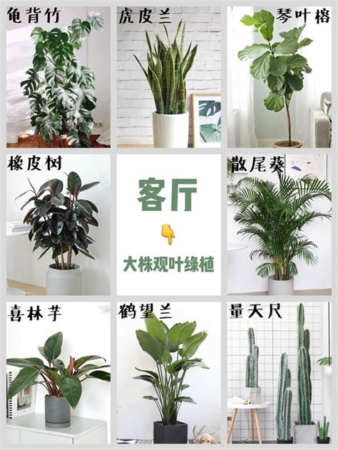 房間種植物|室內植物推薦｜7種室內盆栽推薦，適合居家布置觀葉 